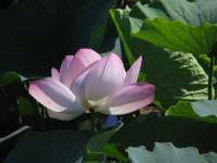 Albums/20060800-China Aug 2006/20060804-Shenyang University/38